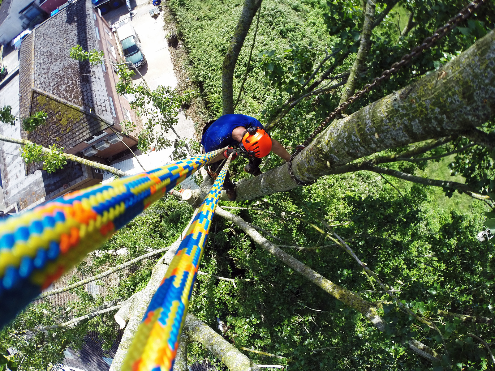 Choosing the Right Rope for Tree Care – Selection Guide | Teufelberger