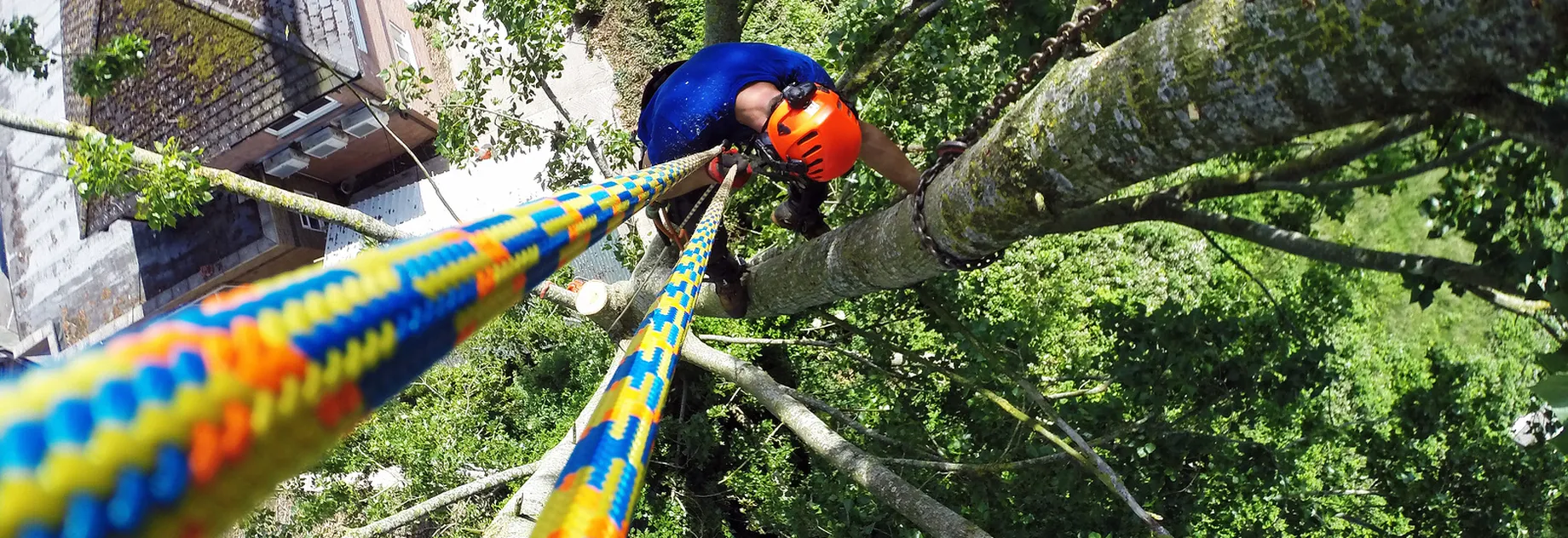Tree climber climbing on a drenaLINE rope