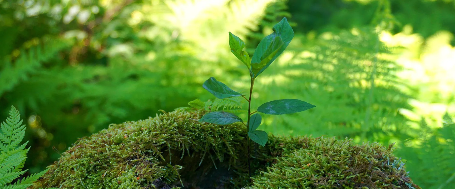 A small plant grows amidst lush green moss and ferns, symbolizing new life and growth in a vibrant forest setting.