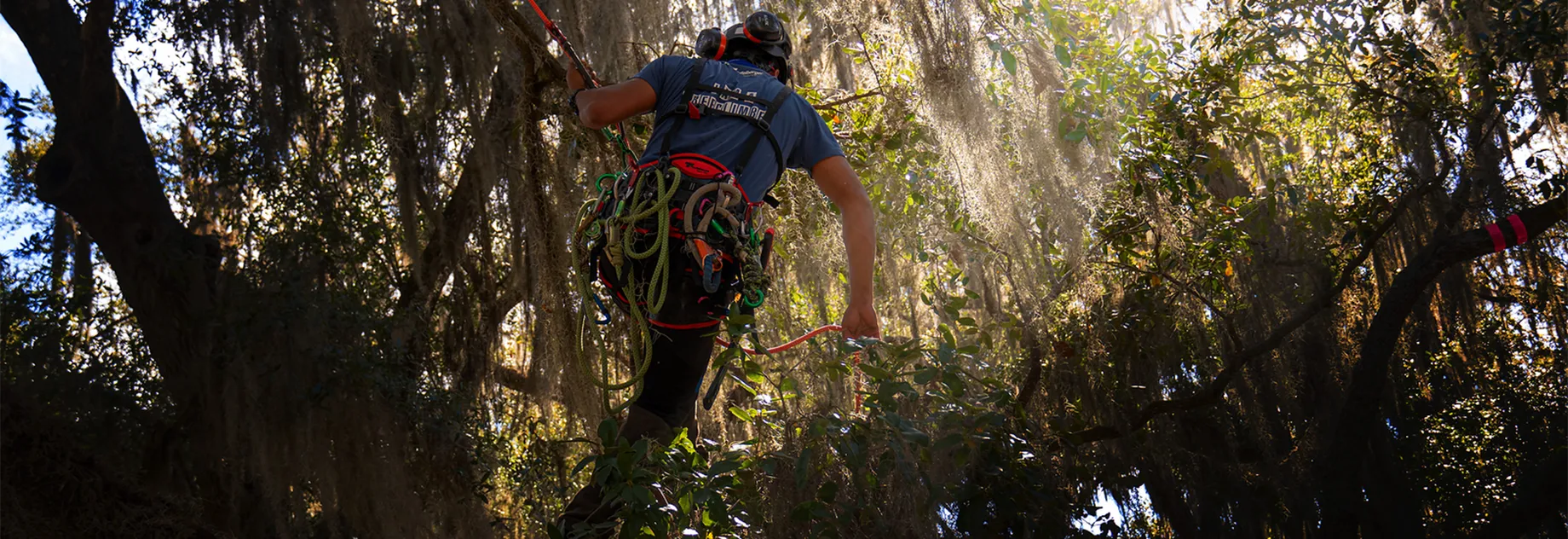Arborist climbing high in Florida trees with treeMOTION® harness and Teufelberger gear