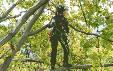 Tree climbing rope Fly in Action