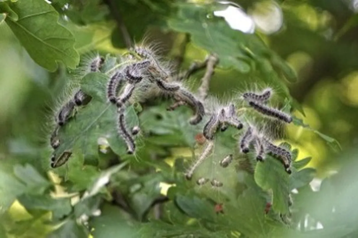 Oak processionary moth