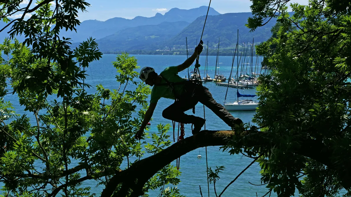A person in climbing gear balances on a tree branch above a lake, with sailboats and mountains in the background.