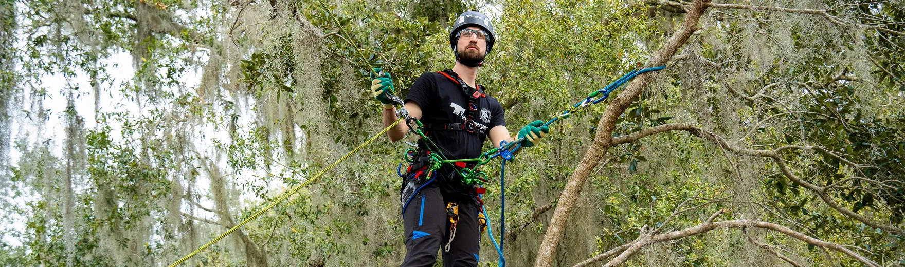 Arborist using climbing gear while standing on a tree branch in a forest.