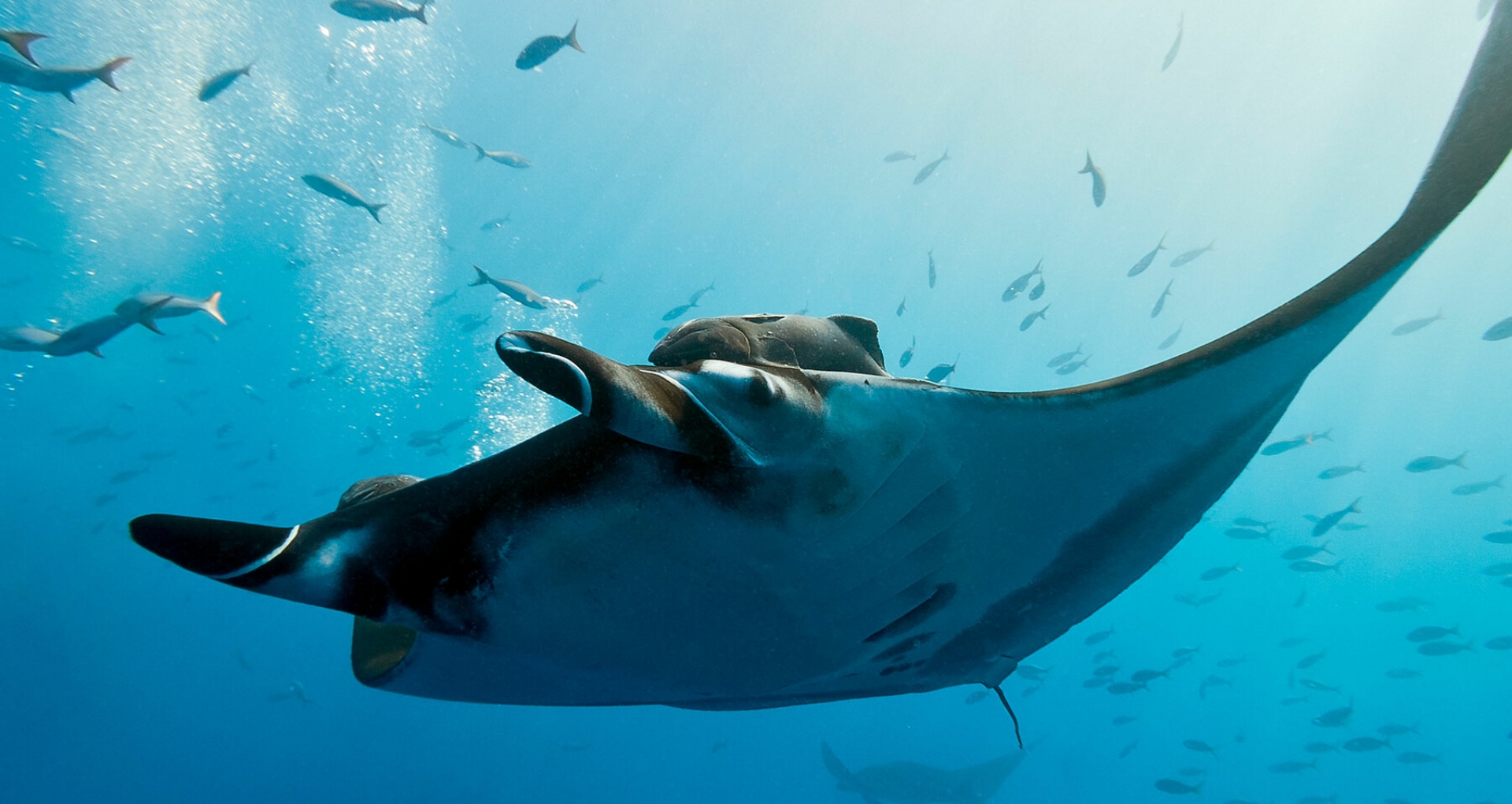 Picture of the author