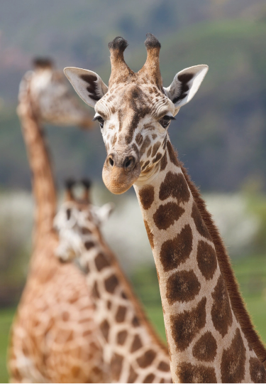 Picture of the author