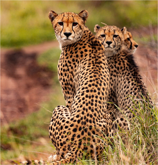 Picture of the author