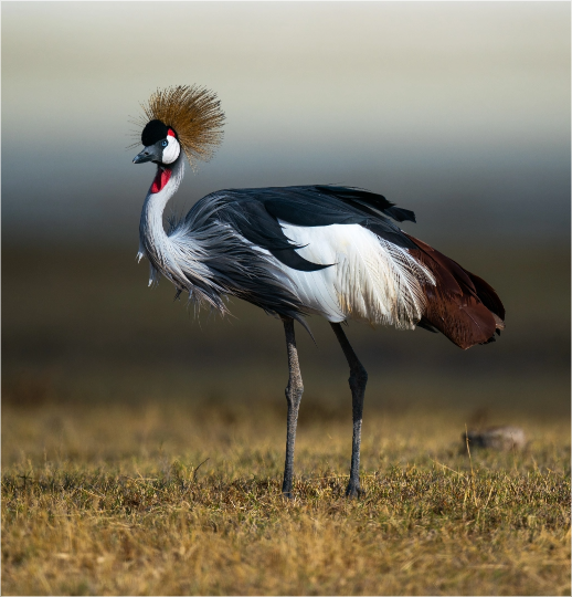 Picture of the author