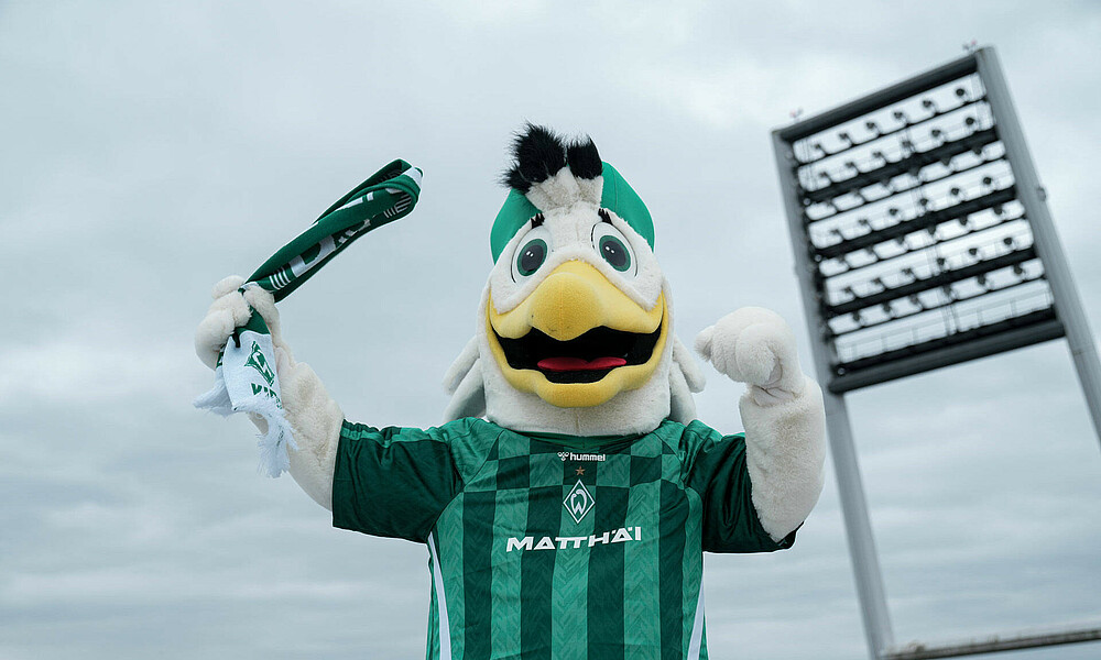Möwe Toni steht auf dem Stadiondach des Weserstadions und schwenkt einen Schal