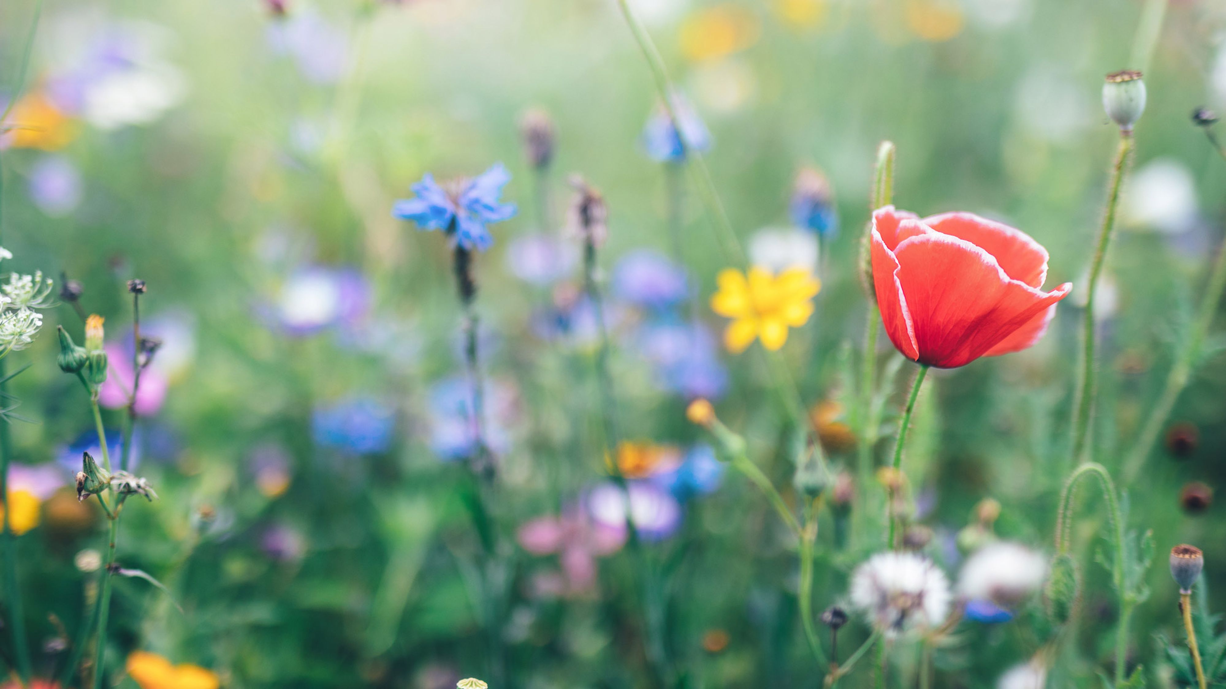 Blumenwiese mit roter Mohnblume: Raiffeisen-Nachhaltigkeit-Mix