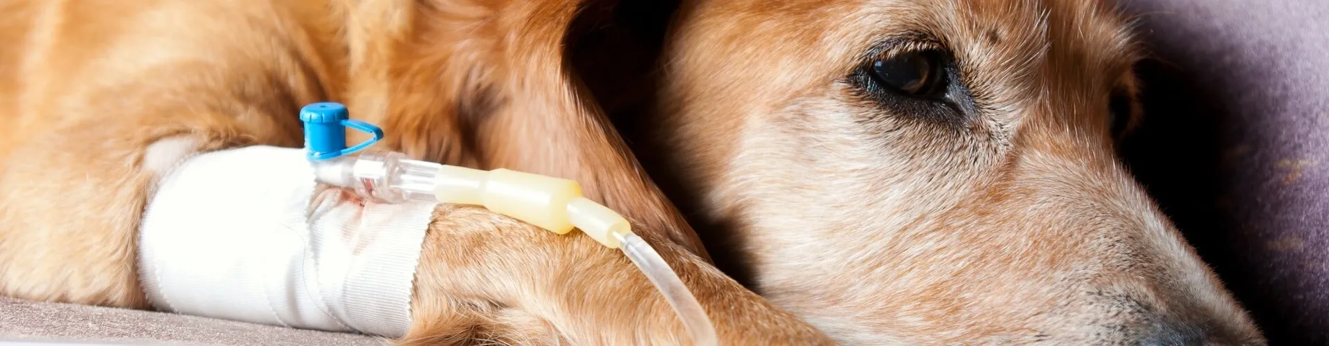 headerbild-hepatitis-beim-hund-1920x500-tinypng Nahaufnahme eines Hundes mit einem IV-Katheter im Bein, der auf einer weichen Unterlage liegt und ruhig und entspannt wirkt.