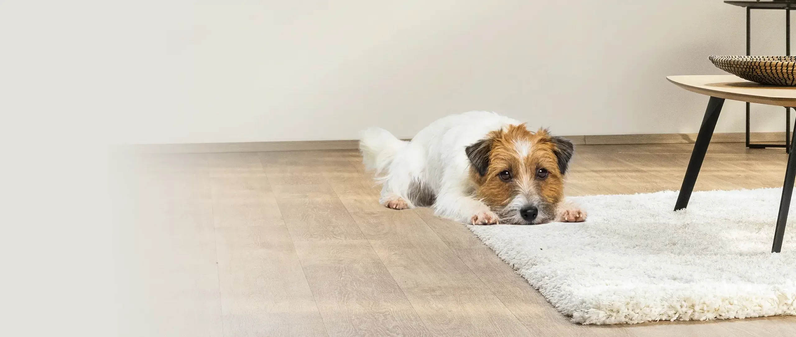 Ein kleiner Hund mit braunem und weißem Fell liegt auf einem Holzboden, teilweise auf einem weißen Teppich, neben einem modernen Couchtisch.
