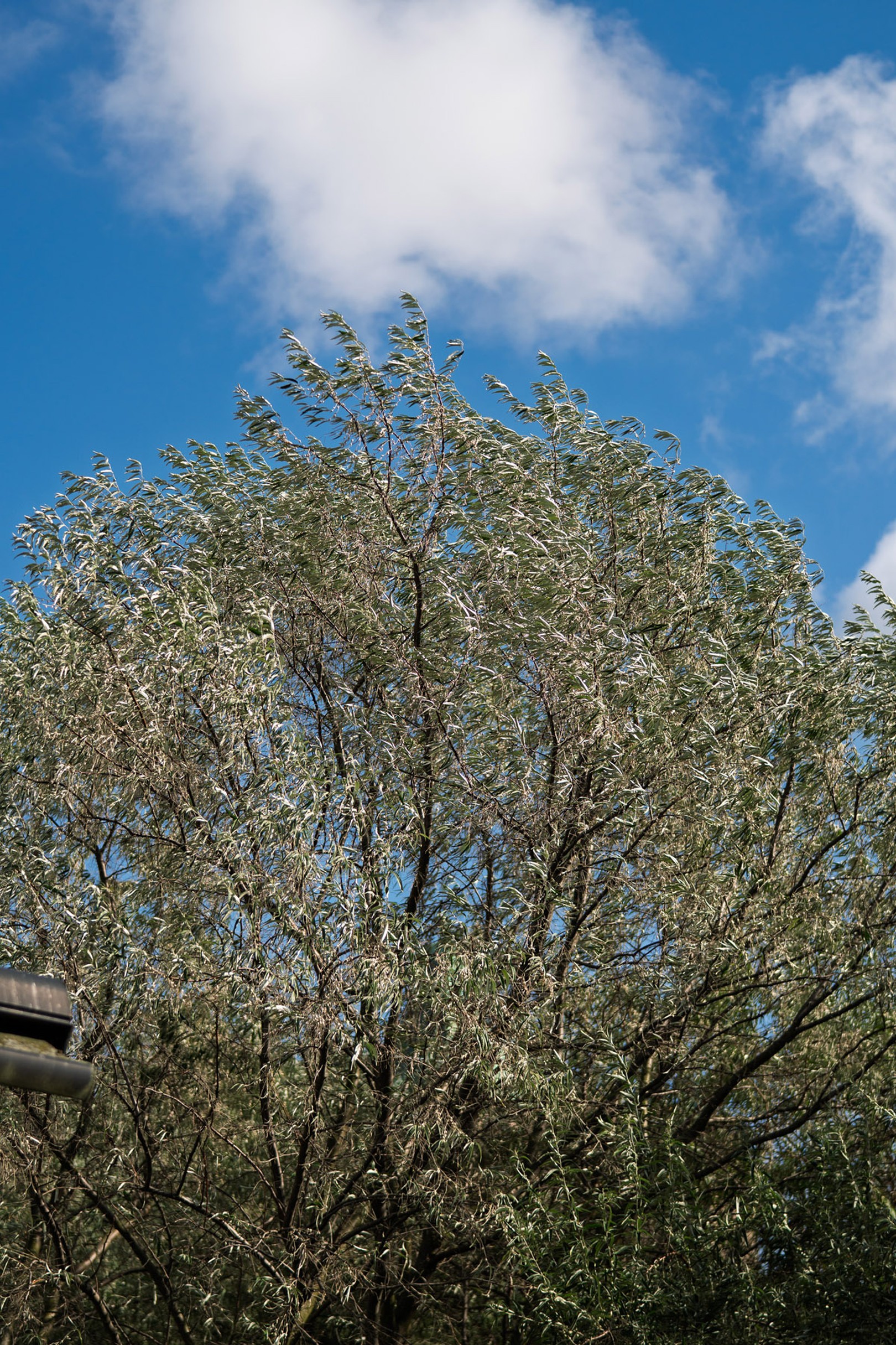 A tree with leaves blowing in the wind against a bright blue sky with scattered white clouds.