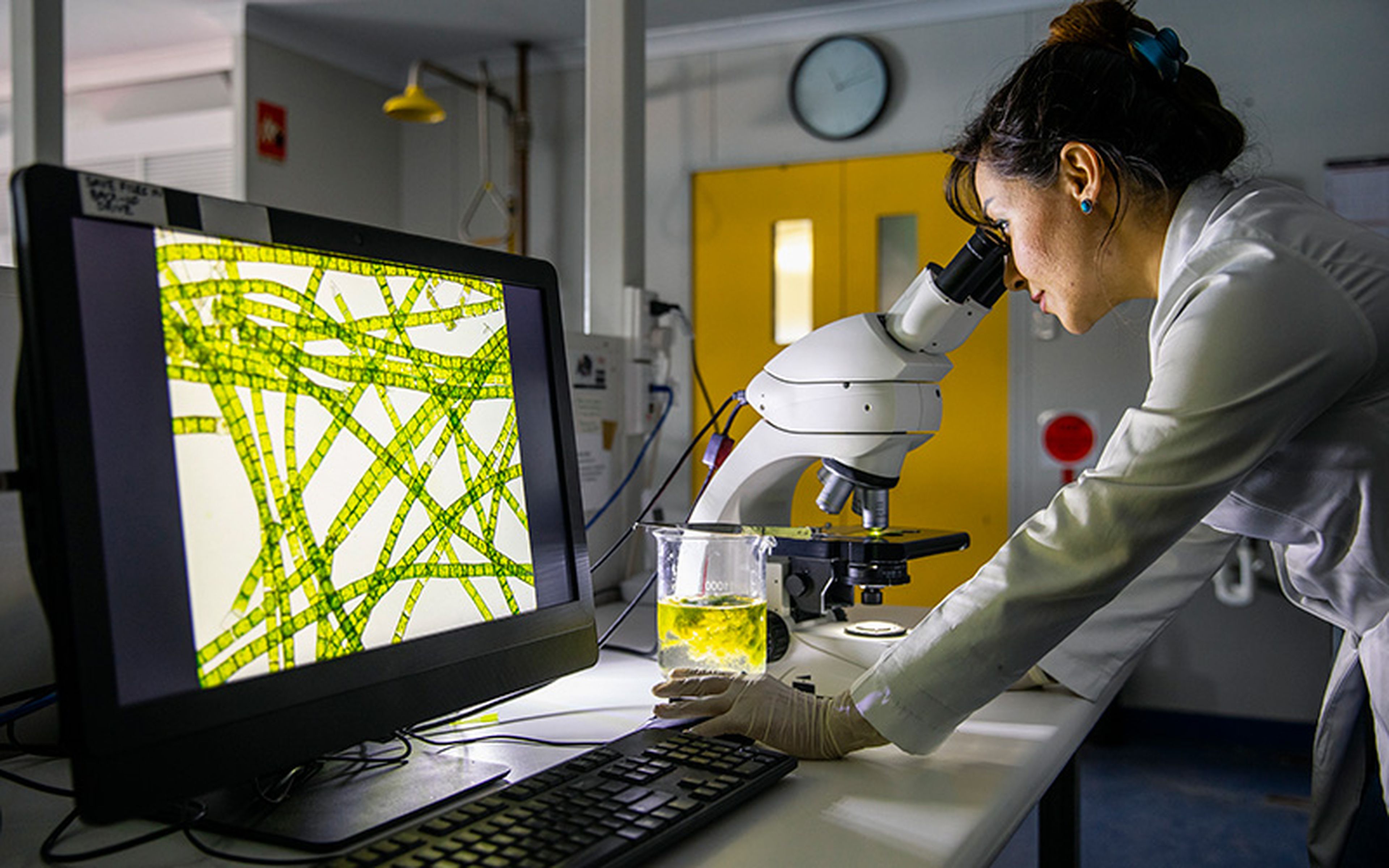 In April 2023, there were around 300 applications still pending for plants produced by traditional cultivation methods. However, due to a change in the patentability rules, no new filings will be accepted for plants obtained by biological breeding processes.