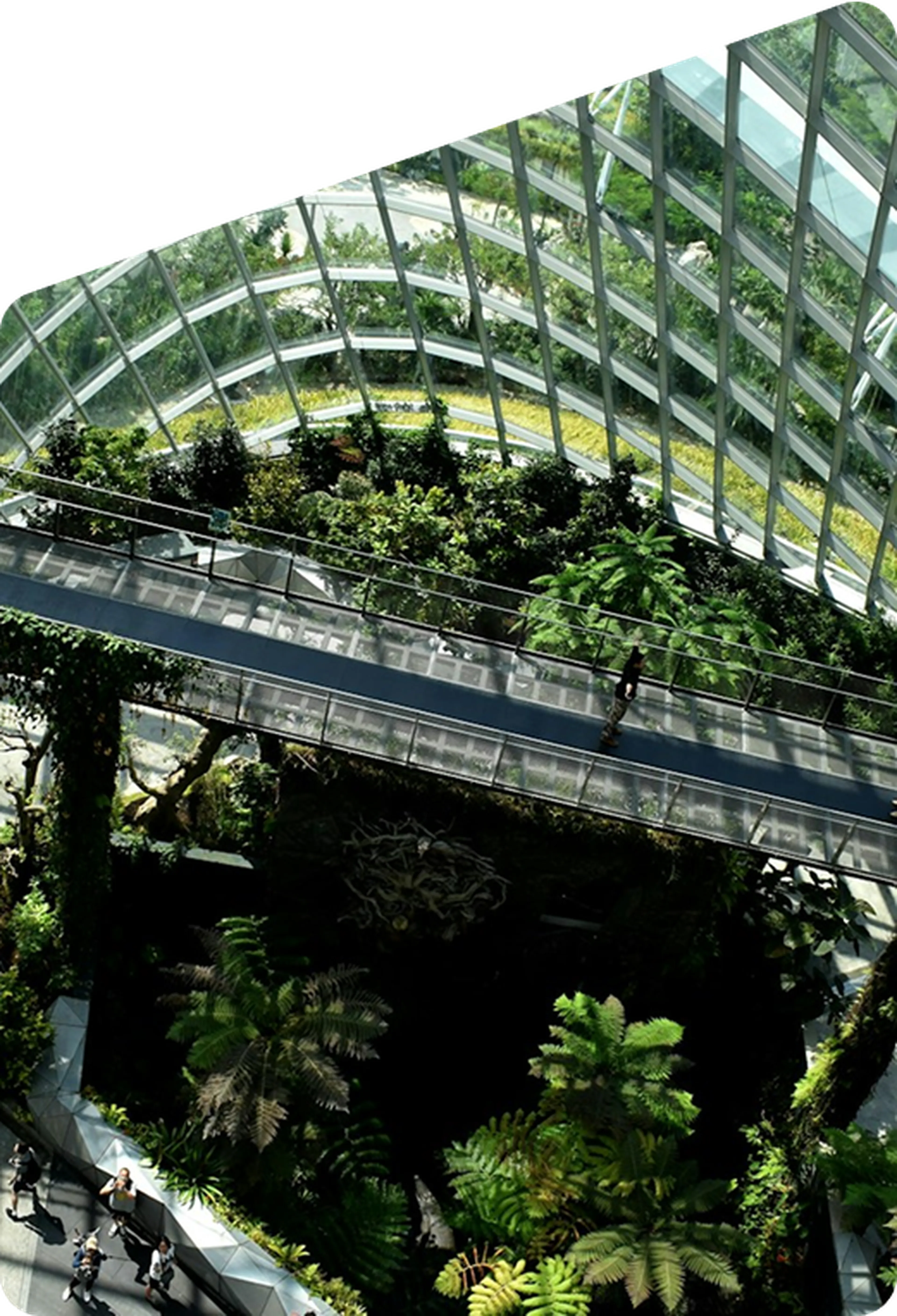 Vegetation inside a building with a bridge over it