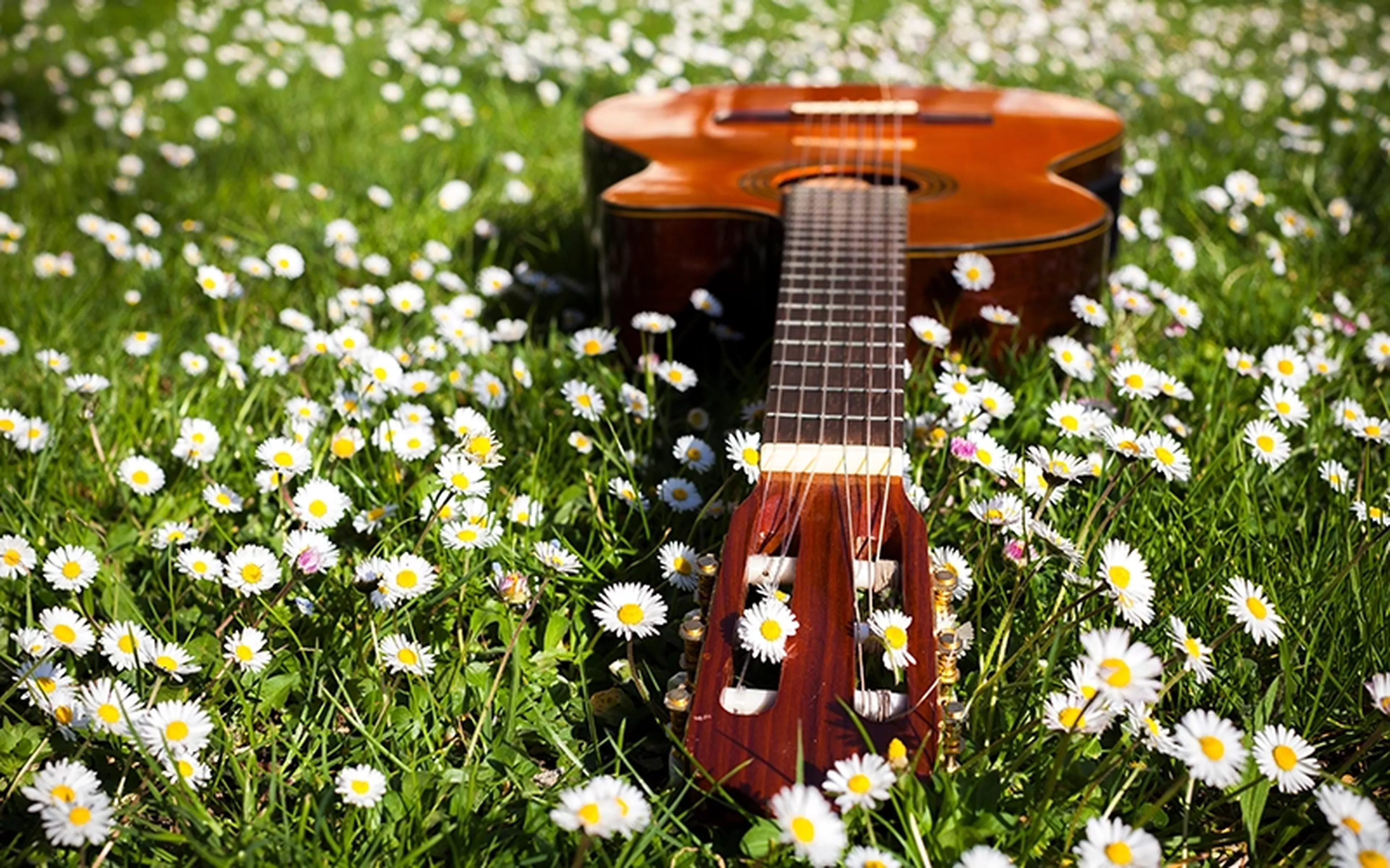 Wooden six-string instrument resting among white daisies and tall grass in a sunlit meadow