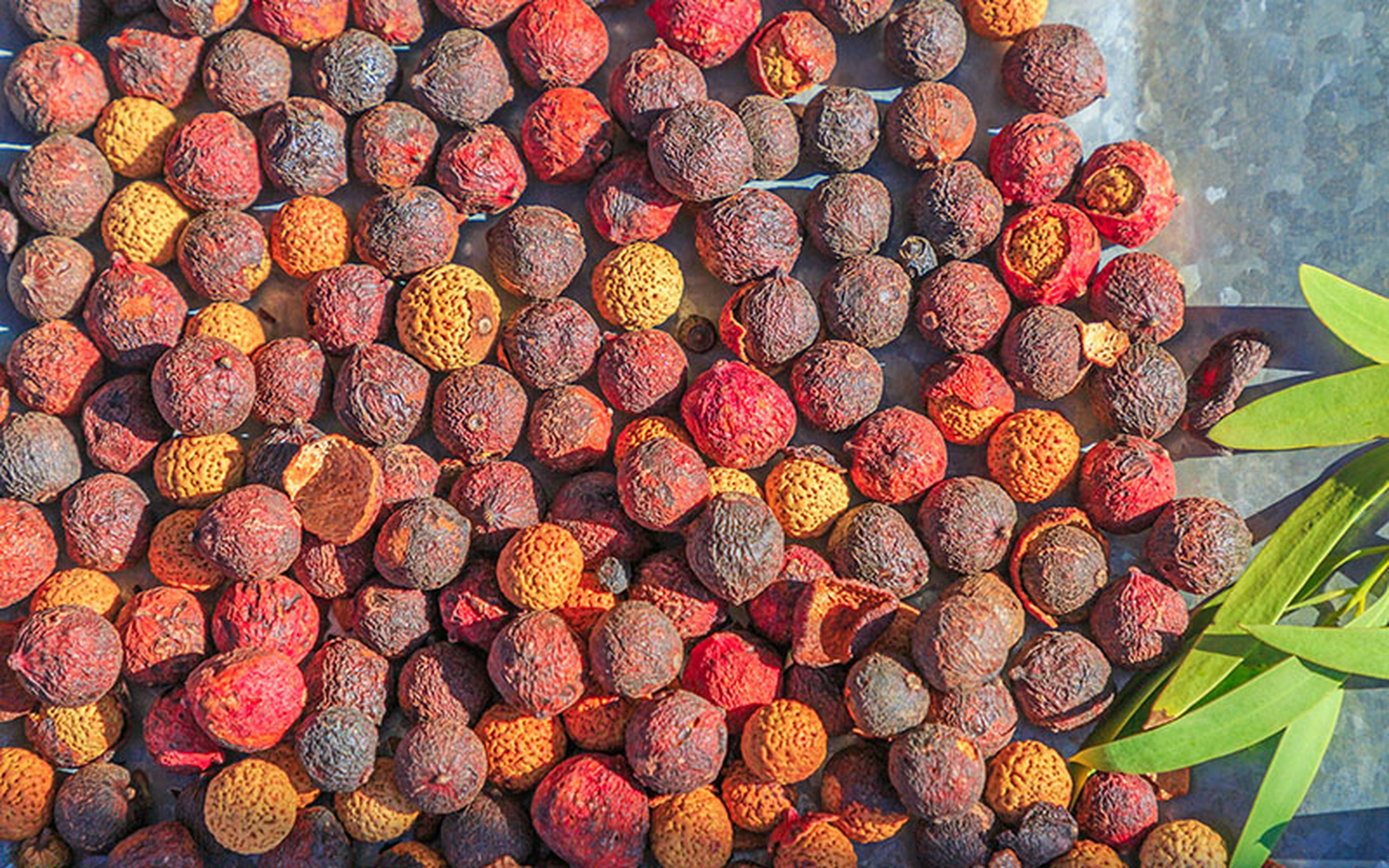 Many species of medicinal plants grow in tropical and subtropical regions, with rainforests known to be living hotspots of pharmaceutical potential. However, the most prominent companies making use of such plants rarely originate in these regions, leading to what can be seen as wealth extraction.