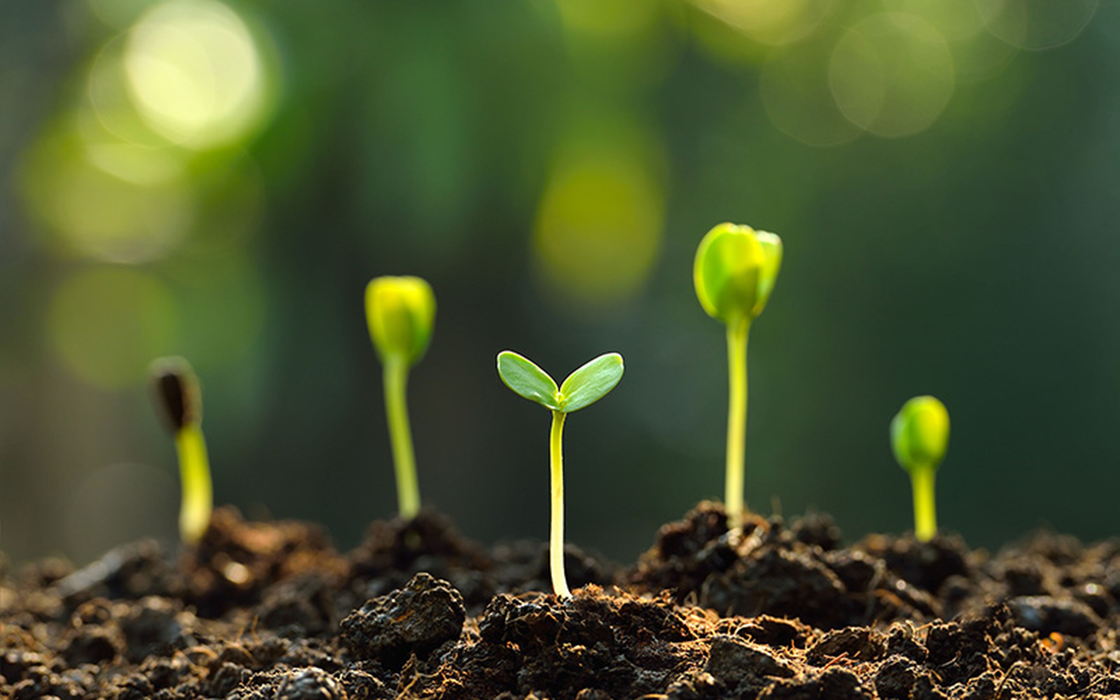 Painstaking examination criteria, long research times and the necessity of a high degree of technical knowledge contribute to the relatively small number of plant patents granted. Of the 346,152 patents issued in the United States in 2023, only 788 were for plants.