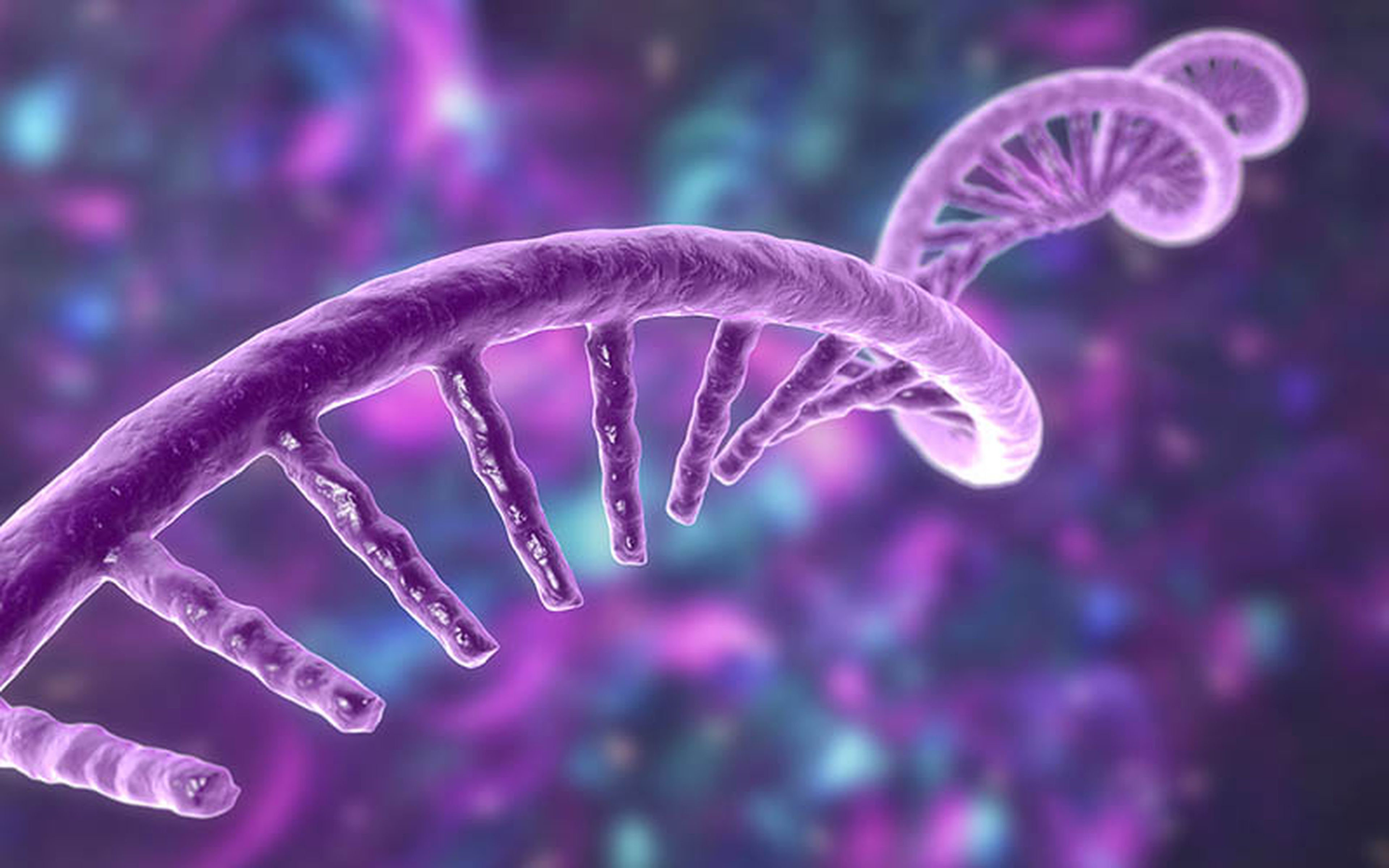 Unlike the more familiar double-helical profile of DNA, mRNA consists of only a single strand of unpaired nucleotides. This open-ended framework creates attachment points for other cellular structures that carry particular amino acids. Arranged in the correct sequence, these amino acids form a new protein.