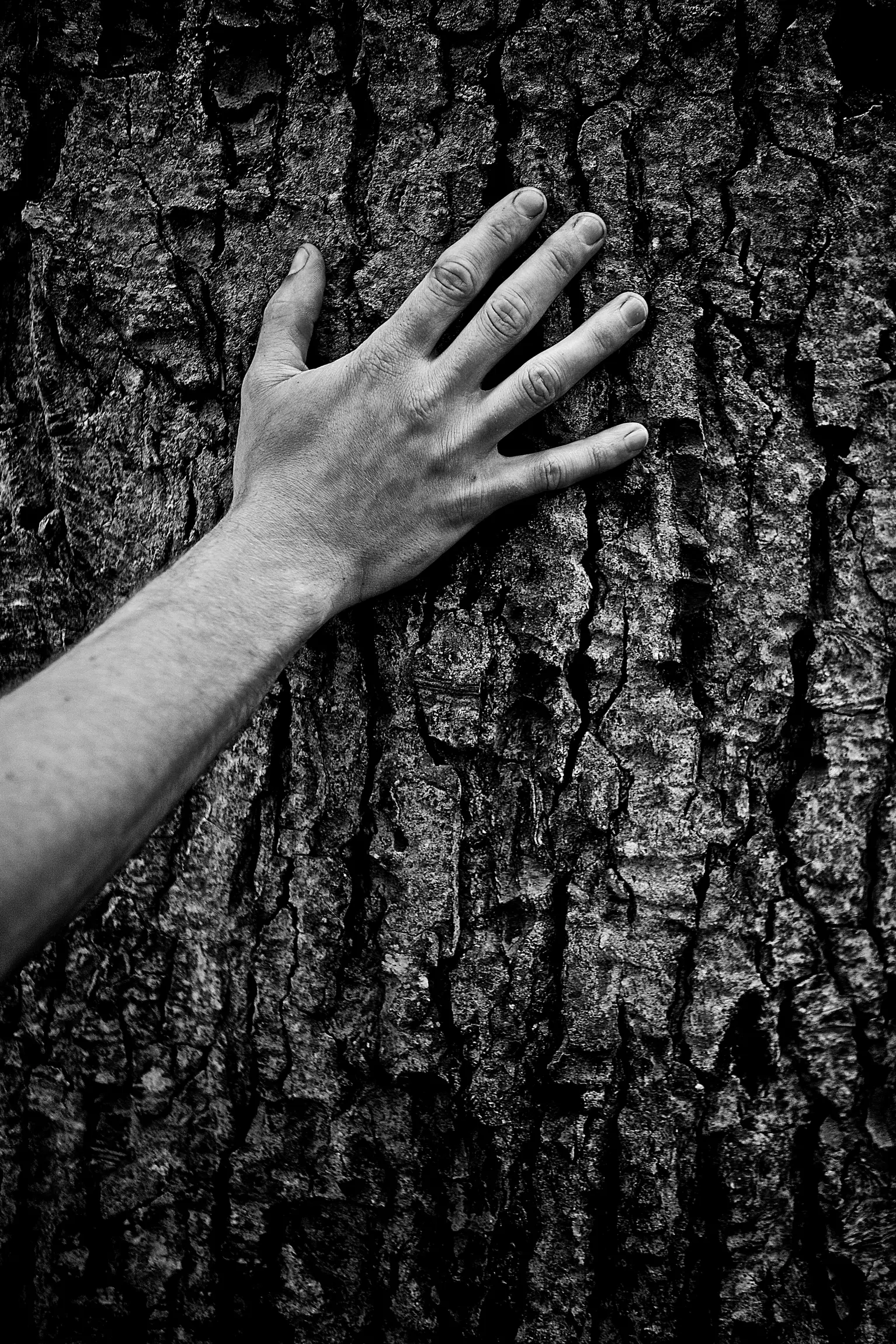 Hand on a tree, black and white photo