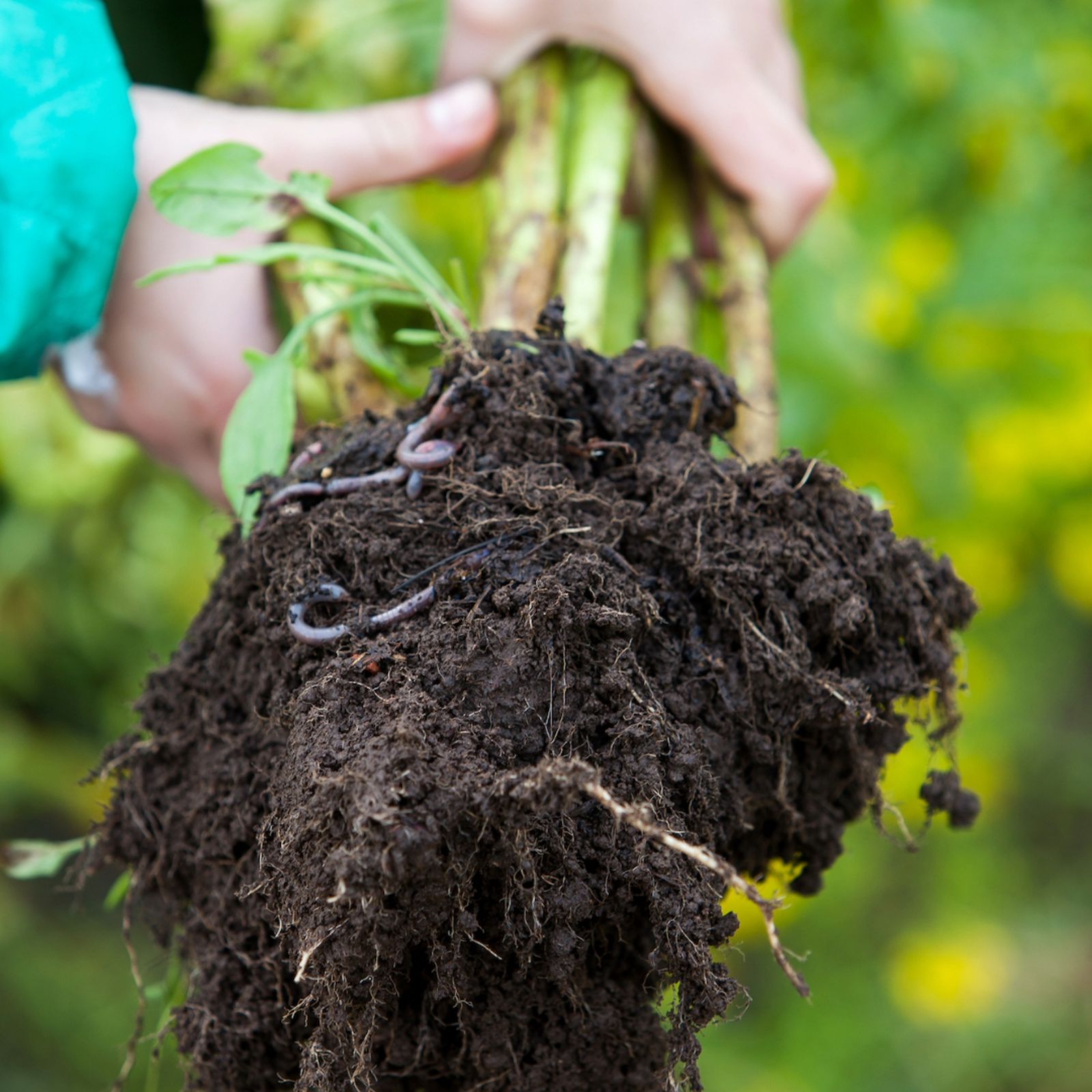 someone holding a plant and its roots