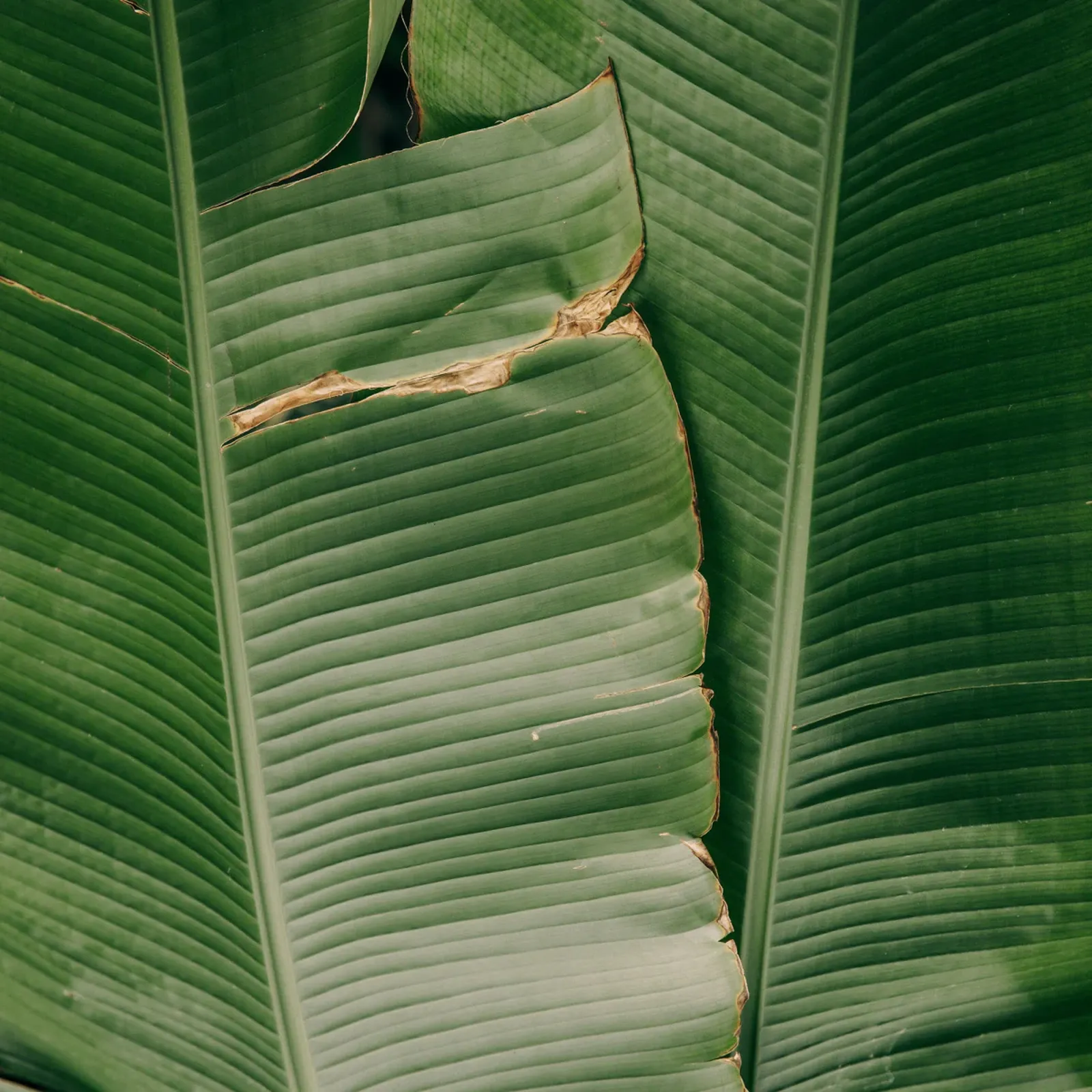 banana leaves