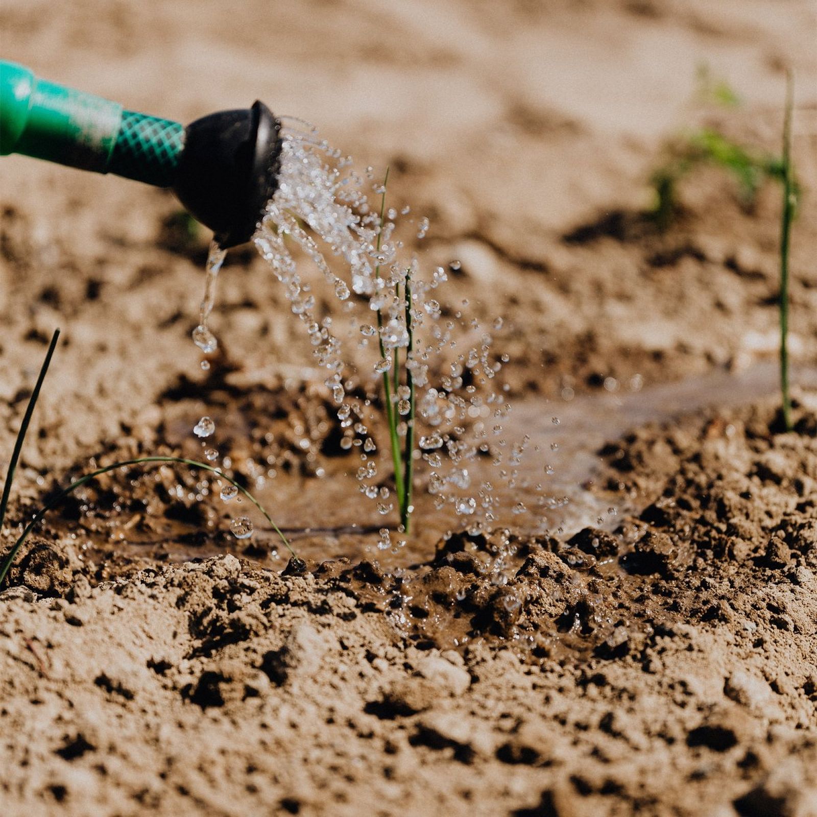 water can watering a small crop