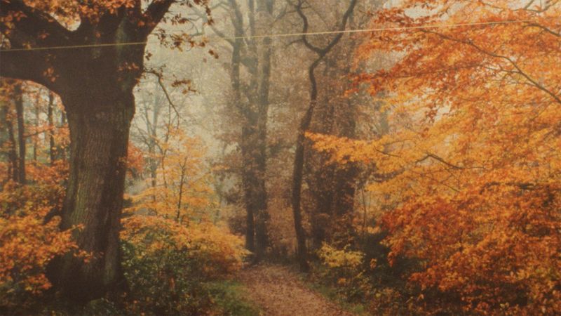 A misty forest path surrounded by trees with vibrant orange and yellow autumn leaves.