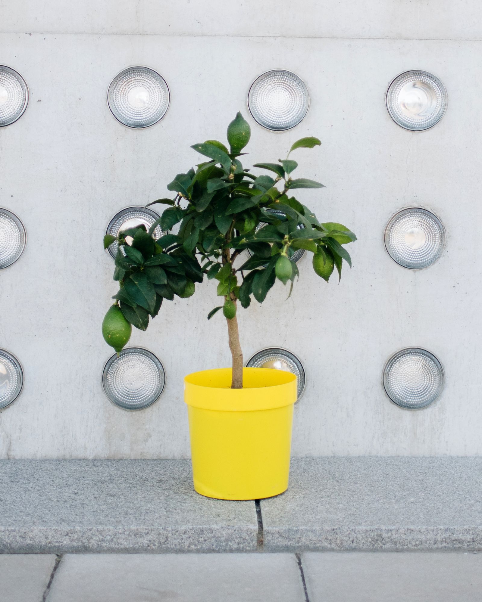 Potted lemon tree with green lemons in a yellow pot against a concrete wall with circular lights.