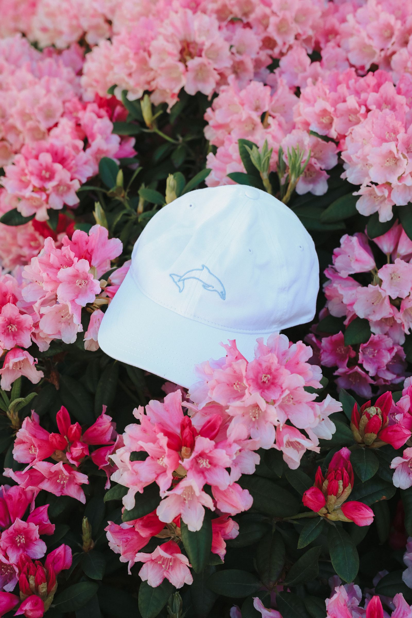 A white cap with a dolphin design rests on vibrant pink flowers with lush green leaves surrounding it.