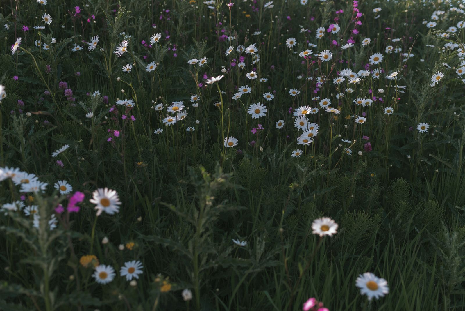 daisies in field landscape