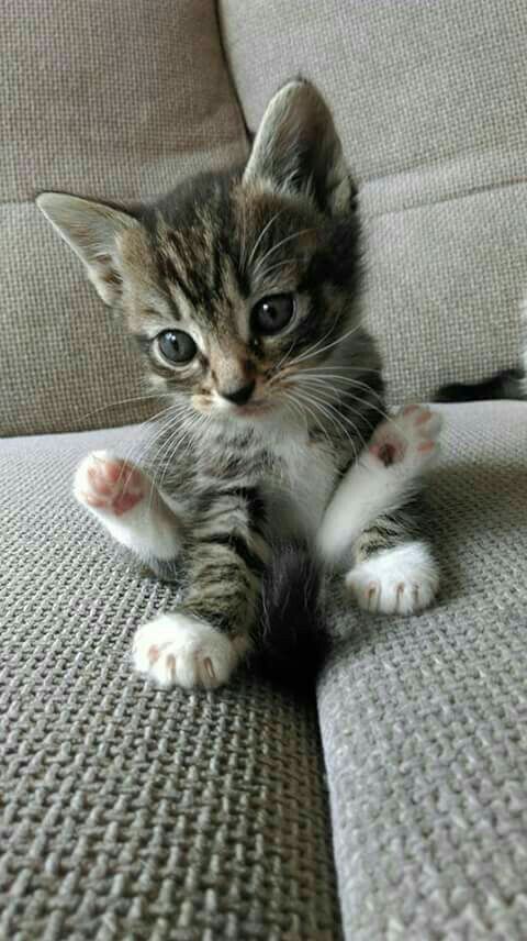 katze
