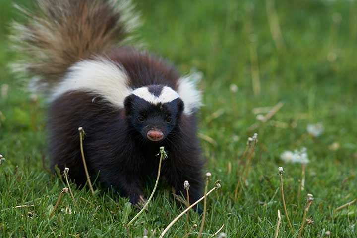stinktier