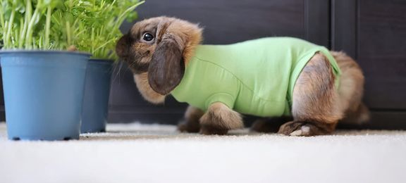 Recovery after spaying or neutering for dogs, cat and rabbits