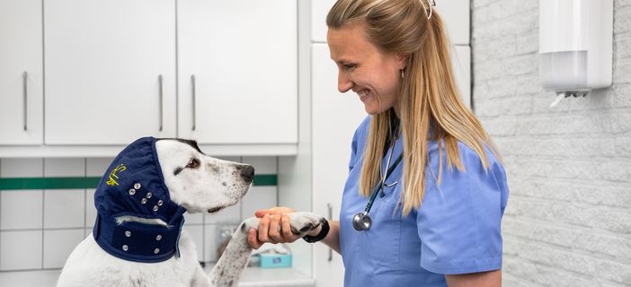Protection de la tête pour chiens : pourquoi le MPS® Head Cover est une aide essentielle à la récupération