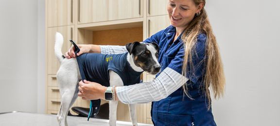 Was Tierärzte von MPS halten: Umfrageergebnisse zur Schutzkleidung