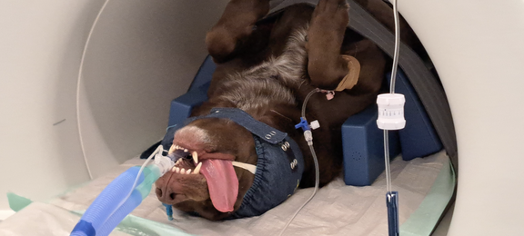 Vet MRI safety: Head Cover for hearing protection