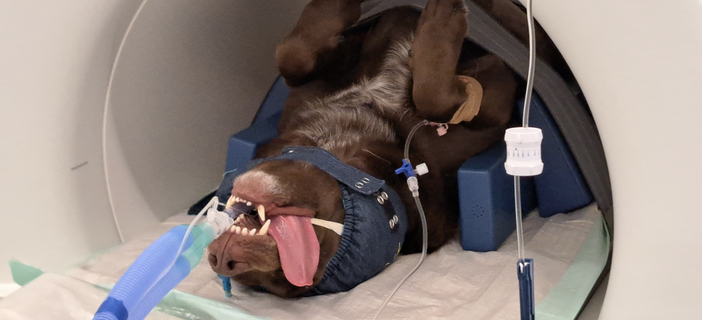 Vet MRI safety: Head Cover for hearing protection