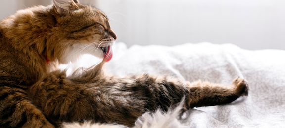 Overgrooming bij katten: Hoe doorbreek je de vicieuze cirkel?