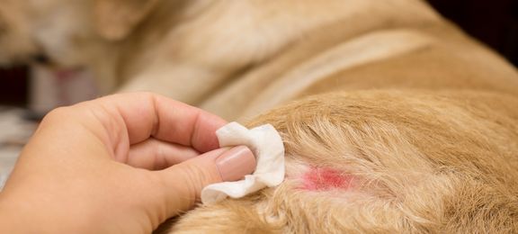 Home aftercare for dog, cat or rabbit wounds