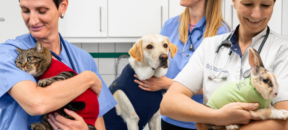 MPS 2.0: The best care for pets!