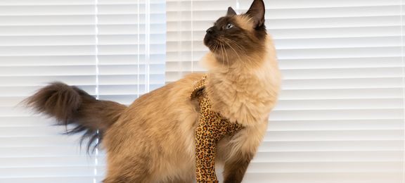 Le nouveau Front Leg Sleeve pour le chat