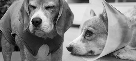 Benefits MPS Protective Pet Shirt vs. lookalikes