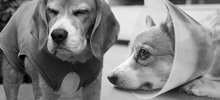 Benefits MPS Protective Pet Shirt vs. lookalikes