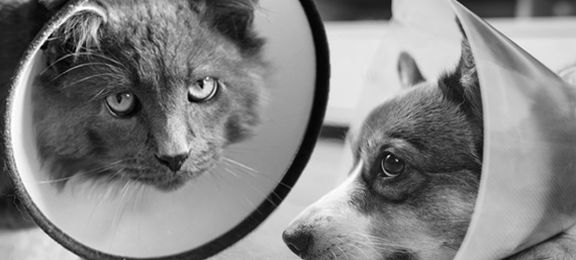 Cone of shame vs. Medical protective apparel