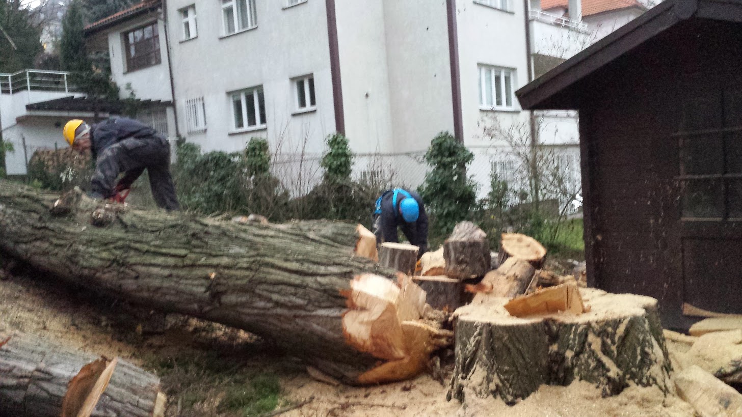 Rizikové kácení stromu