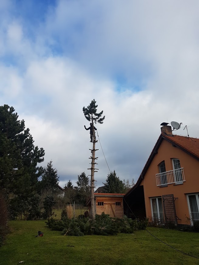 Rizikové kácení stromu