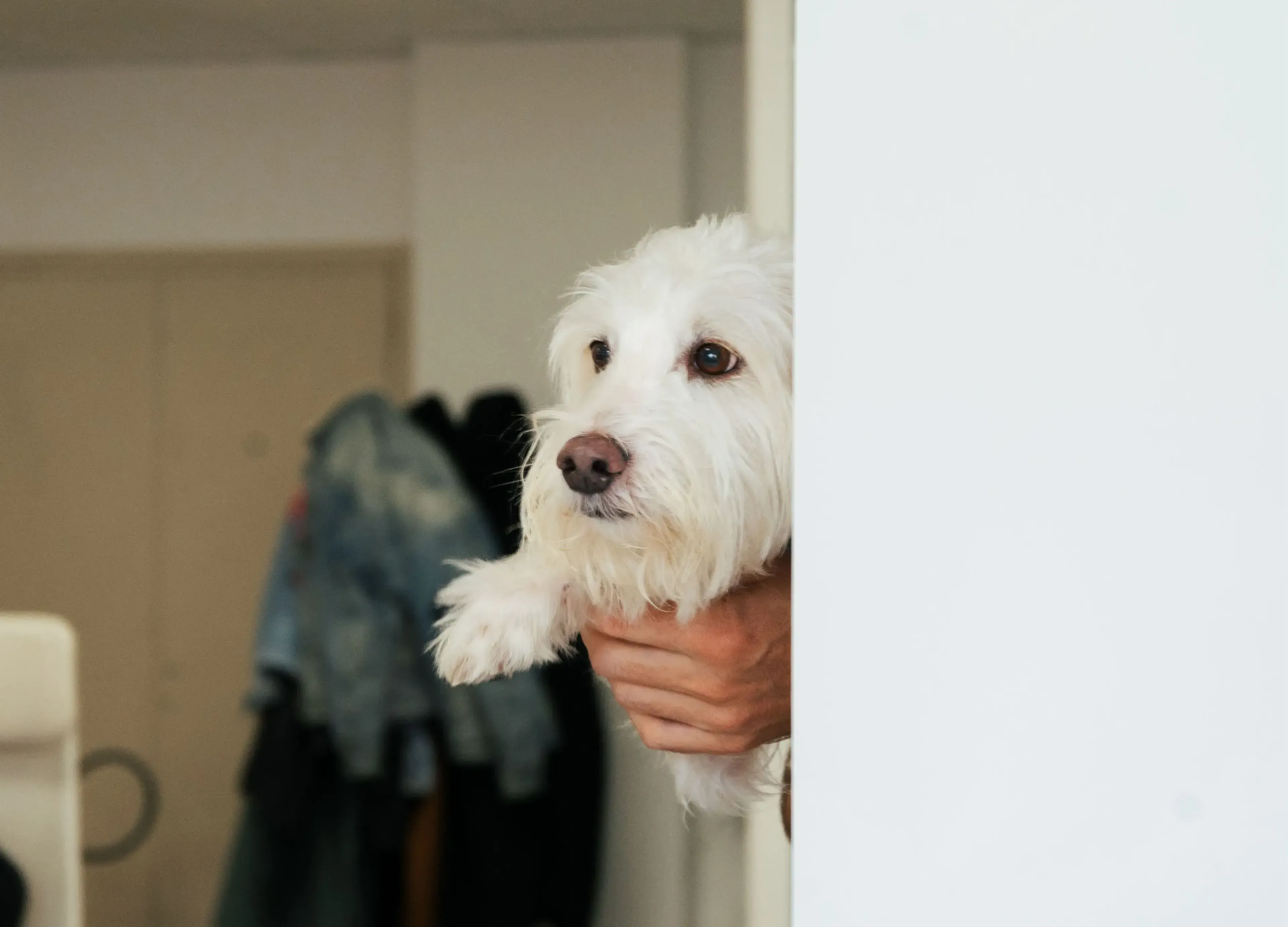 Doc popping out of side of a wall