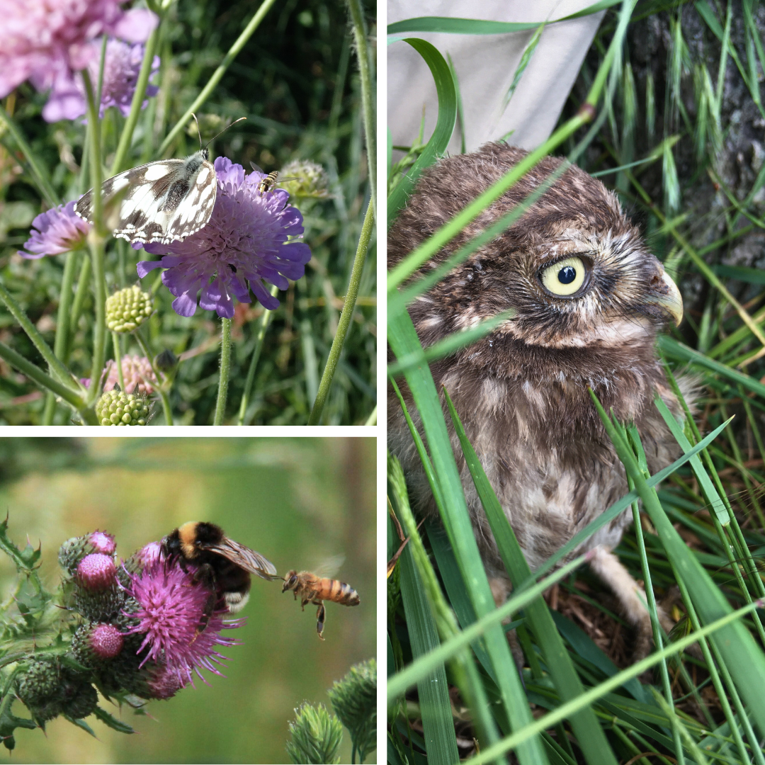 Natur-Collage mit Falter, Steinkauz, Wildbiene.