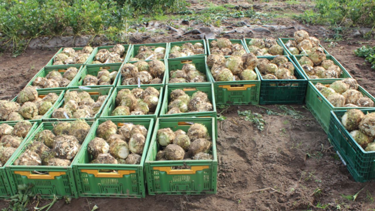 Ernte der Versuchsflächen